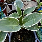 Funkia (Hosta plantaginea) ´SUGAR DADDY´ - výška 10-15 cm, kont. C1L